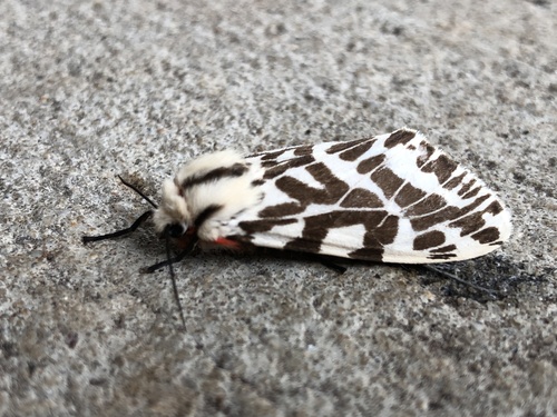 black-and-white tiger moth