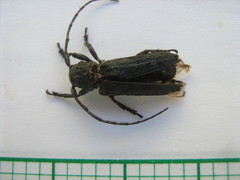 Niphona appendiculata