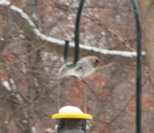 Hoary Redpoll (exilipes)