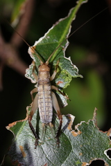 Tafalisca eleuthera