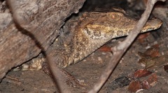 Paleosuchus trigonatus