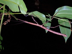 Lopaphus iolas