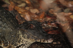 Paleosuchus trigonatus