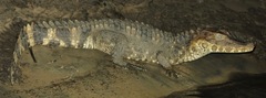 Paleosuchus