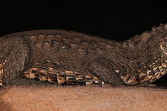 Paleosuchus trigonatus