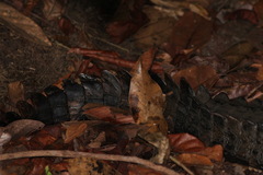 Paleosuchus trigonatus