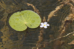 Nymphoides aquatica