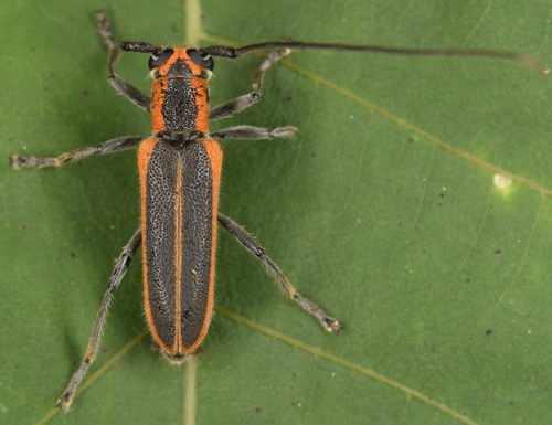 Red-edged Saperda photo 3