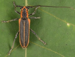 Saperda lateralis