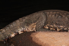 Paleosuchus trigonatus