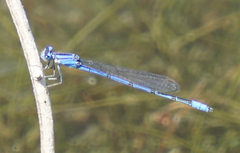 Enallagma semicirculare