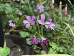 Oxalis debilis