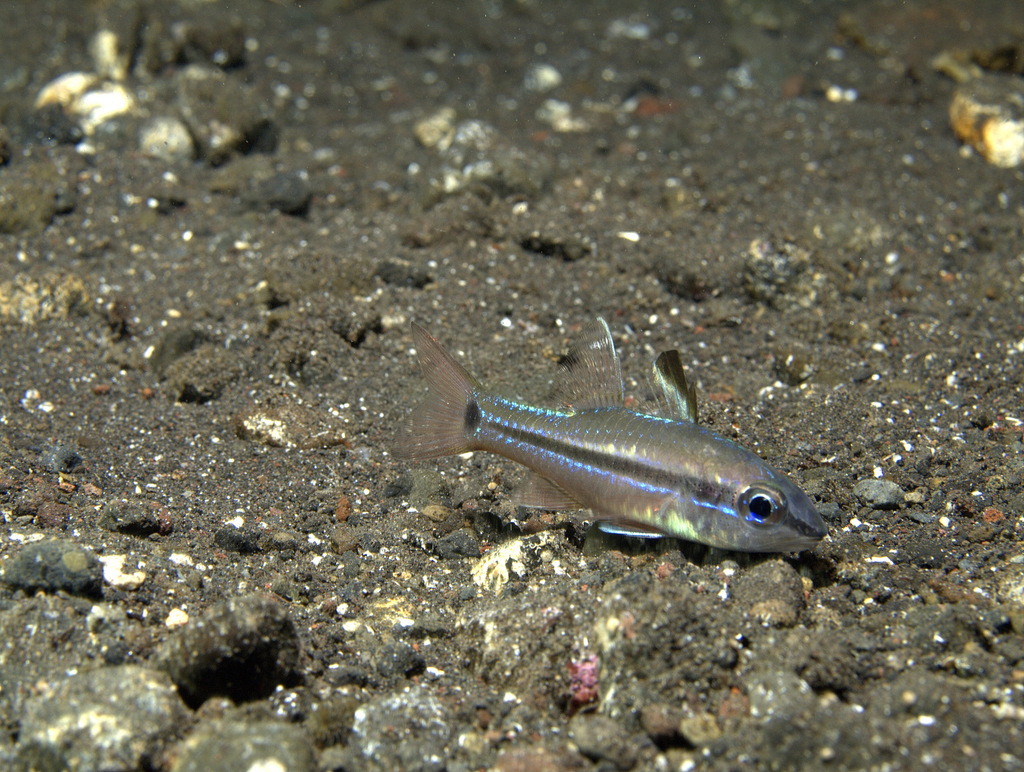 Spotline cardinalfish (Ostorhinchus lineomaculatus) — Apogonidae