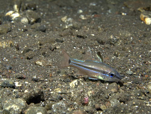 Spotline cardinalfish (Ostorhinchus lineomaculatus) — Apogonidae
