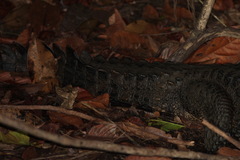 Paleosuchus trigonatus