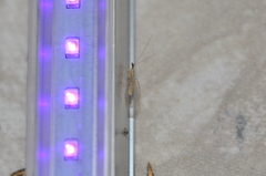 Eremochrysa tibialis