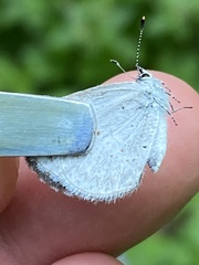 Celastrina neglectamajor