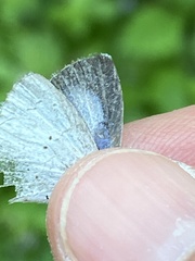 Celastrina neglectamajor