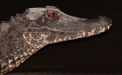 Paleosuchus trigonatus