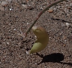 Astragalus allochrous