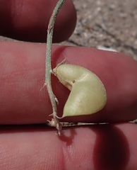 Astragalus allochrous