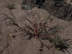 Astragalus allochrous