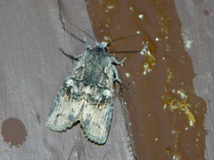 Lithophane tepida