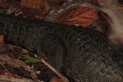 Paleosuchus trigonatus