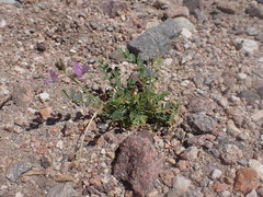 Astragalus nothoxys