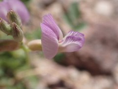 Astragalus nothoxys