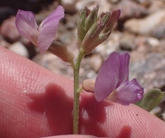 Astragalus nothoxys