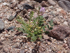Astragalus nothoxys
