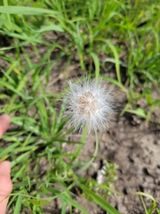 Nothocalais cuspidata