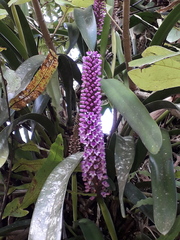 Arpophyllum giganteum