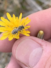 Crepis runcinata