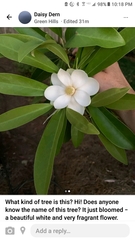 Magnolia