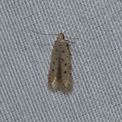 Monochroa quinquepunctella