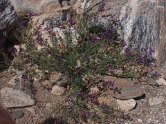 Astragalus nothoxys