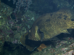 Epinephelus
