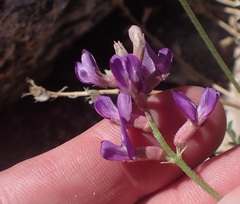 Astragalus nothoxys