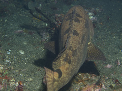 Epinephelus