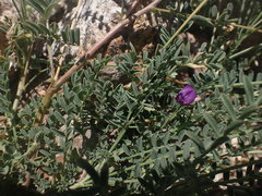 Astragalus nothoxys