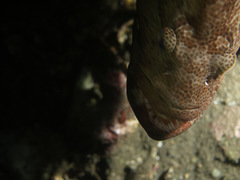 Epinephelus