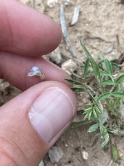 Astragalus nuttallianus