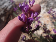 Astragalus nothoxys