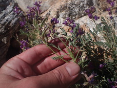 Astragalus nothoxys