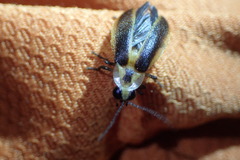 Photuris frontalis