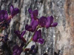 Astragalus nothoxys
