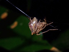 Cyphalonotus