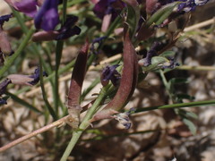 Astragalus nothoxys